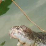 Рисунок профиля (valent)