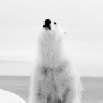 Рисунок профиля (Honcharov)