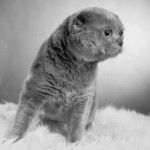 Рисунок профиля (tocik82)