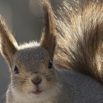 Рисунок профиля (natali37)