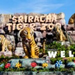 Рисунок профиля (Tiger Topia Sriracha Zoo)
